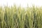 Defocused abstrack background of green ear of rice in paddy rice field
