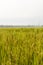 Defocused abstrack background of green ear of rice in paddy rice field