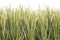 Defocused abstrack background of green ear of rice in paddy rice field