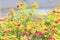 Defocused abstract background of clump magenta and yellow flowers, jet of water in fountain bowl.