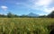 Defocused abstract background of paddy field and mountain