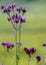 Defocused abstract background of Verbena Flower at Bromo National Park, East Java, Indonesia