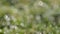 Defocused abstract nature background.