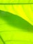 Defocused abstract of two yellow veined leaves with flat angle
