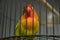 Defocused Agapornis fischeri bird with colorful feathers is one of the birds that are kept by many bird lovers.