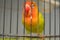 Defocused Agapornis fischeri bird with colorful feathers is one of the birds that are kept by many bird lovers.