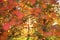 Defocused autumn background, scarlet leaves and the sun in the forest