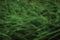 Defocused background of green grass. Pleasant calm tones