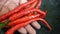 defocused background pile of red chilies in palm