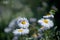 Defocused background of summer garden flowers. English daisies. Close up, blurred.