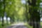 Defocused blurred abstract bokeh background of an asphalt road with rows of deciduous trees on both sides on a sunny day