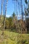 Defocused and blurred background. Forest glade and trees.