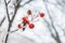 Defocused blurred natural background with frosted branches and red berries. Copy space.