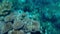 Defocused blurry underwater landscape with coral reef stones and seaweeds. Marine life in tropical water. Film grain