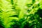 Defocused bokeh background of green fern leaves