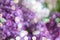 Defocused bokeh background of purple and white lilac flowers