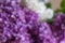 Defocused bokeh background of purple and white lilac flowers