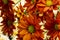 Defocused botanical background, orange floral cover template, close up of orange flower bouquet