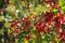 Defocused botanical background with red berries on branch, natural and vibrant colors image with copy space