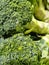 Defocused broccoli vegetable contains chlorophyll and many benefits
