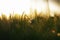 Defocused crops or grasses or lawn from ground level at sunset