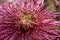 Defocused floral background, macro photo with selective focus technique of purple dahlia flower, floral cover design template