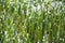 Defocused grass with morning dew