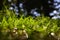 Defocused grasses background photo. Carbon net zero or carbon neutrality concept