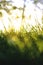 Defocused grasses background vertical photo. Carbon neutrality or net zero