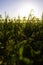 Defocused grasses or lawns of crops at sunset. Nature background photo