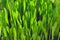 Defocused green grass