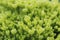 Defocused green hydrangea flower will bloom