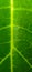 Defocused of green the leaves for the abstract background, nature back ground, gradation of collor, blurred