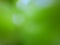 defocused green leaves be a green background