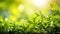 Defocused green leaves bokeh background with text space, symbolizing eco friendliness