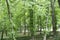 Defocused green lush leafy forest and park background