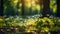 Defocused green trees in forest or park with wild grass and sun beams.