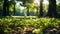 Defocused green trees in forest or park with wild grass and sun beams.