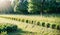 Defocused Green Trees in a Serene Forest with Wild Grass and Sun Beams