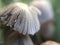 Defocused grey mushrooms macro photo in the natural forest for mystical fairytale background