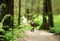 Defocused hiker in forest with focus on front branch.