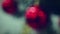 Defocused holiday lights of Christmas garland glowing in darkness with reflection in red ball. Christmas video