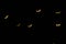 Defocused multicolor bokeh lights in shape of bats for halloween background.