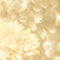 Defocused natural golden delicate floral background on a sunny day. concept of luxury, natural beauty, youth radiance