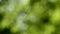 Defocused nature background. Blurred leaf forest.