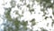 Defocused nature background blurred leaves birch