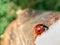 Defocused nature background with bright Ladybug eating a piece of sugar. Close up image. Soft focus dreamy image. Beauty