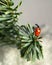Defocused nature background with bright Ladybug on a fir or spruce. Close up image. Soft focus dreamy image. Beauty of