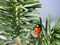 Defocused nature background with bright Ladybug on a fir or spruce. Close up image. Soft focus dreamy image. Beauty of