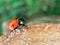 Defocused nature background with bright Ladybug on a wooden stump. Close up image. Soft focus dreamy image. Beauty of